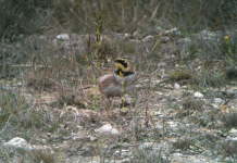 Shorelark2_11_OCT_2010-019.gif