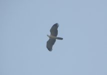 Oriental Honey Buzzard.jpg