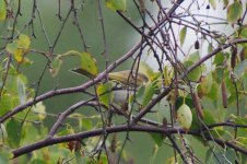 Warbler 100927 IMGP9670 web.jpg