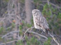 Great Grey Owl.jpg