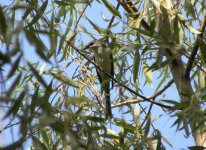 Ashy Minivet.jpg