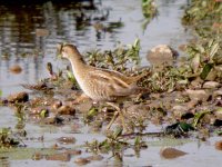 Little Crake 2407.jpg