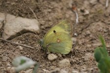 clouded-yellow-sp-1-july-24.jpg