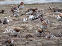 spoonbill sandpiper.wadersKIF_9107.jpg