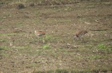 GBustard3SpainOct05.jpg