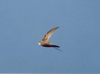 Pallid Swift.jpg