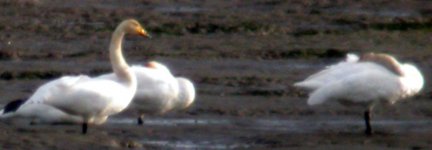 whooper swans bellurgan oct 05.jpg