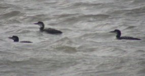 great northern divers oct 05.jpg