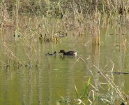 Little Grebe.jpg