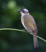 chinese bulbul nex5 nik24 swzm_DSC6606.jpg