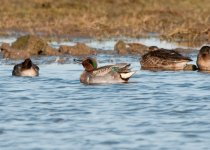 green-winged-teal.jpg