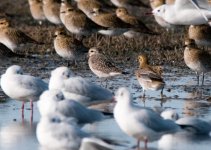 american-golden-plover.jpg