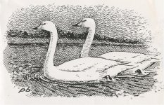 Bewick's.jpg