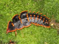 Kinabalu trilobite larva.jpg