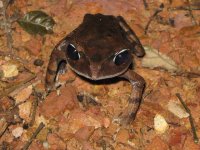 Kinabalu large-eyed litter frog.jpg