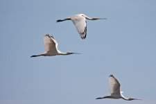 1Spoonbills 1  Quinta du Lago Portugal 0610101.jpg