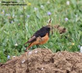 Black Redstart 700.jpg