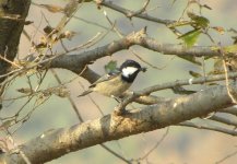 Coal Tit.jpg