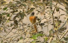 Daurian redstart.jpg