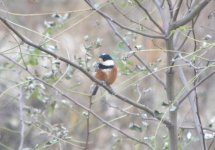 Varied Tit.jpg