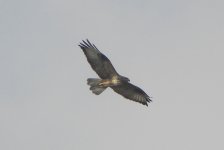 Upland Buzzard.jpg