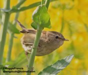 brownish flanked bush warbler.jpg