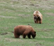 Bears Chevron Meadow compressed Yosemite June 4th 2010.JPG