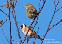 Greenfinch1.jpg