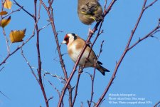 Goldfinch.jpg