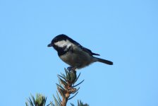 Coal Tit.jpg