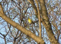 Oriental Siskin.jpg