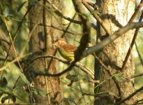 Chestnut Bunting.jpg