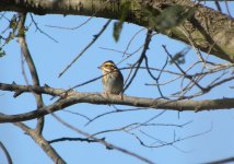 Yellow-browed Bunting.jpg