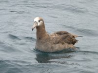 0107 black-footed albatross 1.jpg