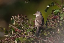 Barred Warbler-2.jpg