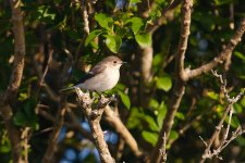 Pied Flycatcher_.jpg