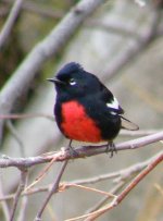 Painted Redstart DSCF3251.jpg