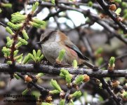 Crested-Tit-Warbler.jpg