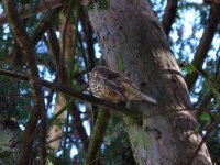 Mistle thrush crop3.JPG