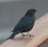 img_4593_cowbird.jpg