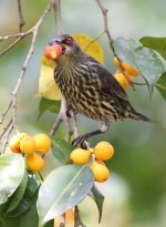 1.AsianGlossyStarlings.jpg