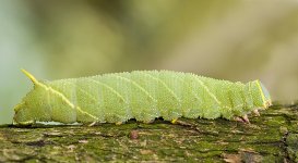 Hawkmoth Catterpillar.jpg