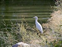 IMG_7947_Cattle Egret.jpg