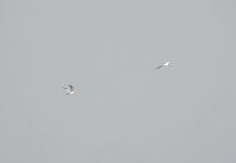 Caspian Tern.jpg