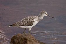 1Greenshank 2 Silves 1610101.jpg