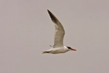 1Tern Caspian 4 Pera Marsh Portugal 0810101.jpg