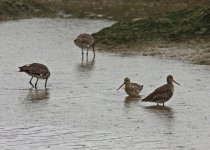 1Godwits 1 Non Breeding Quinta du Lago Portugal 1010101.jpg