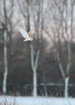 barnowl1.jpg