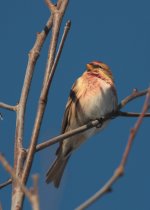 redpoll8.jpg