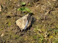 black tailed skimmer resized.jpg